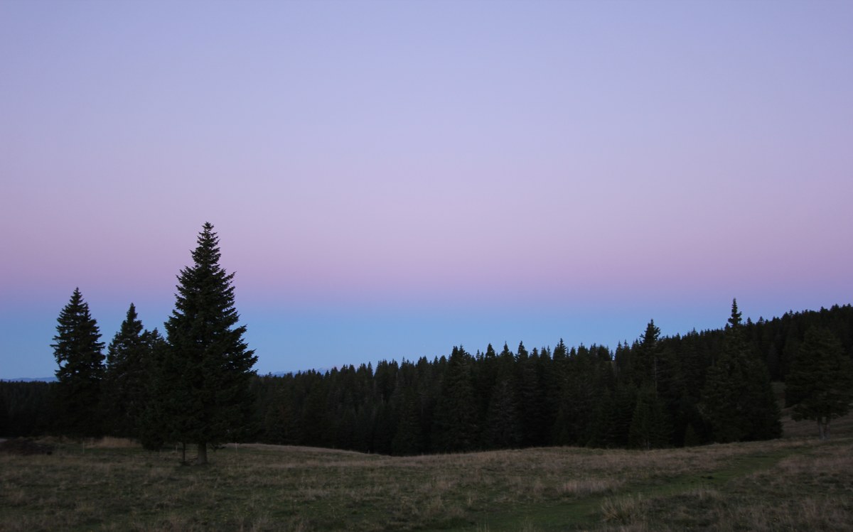 Volovica