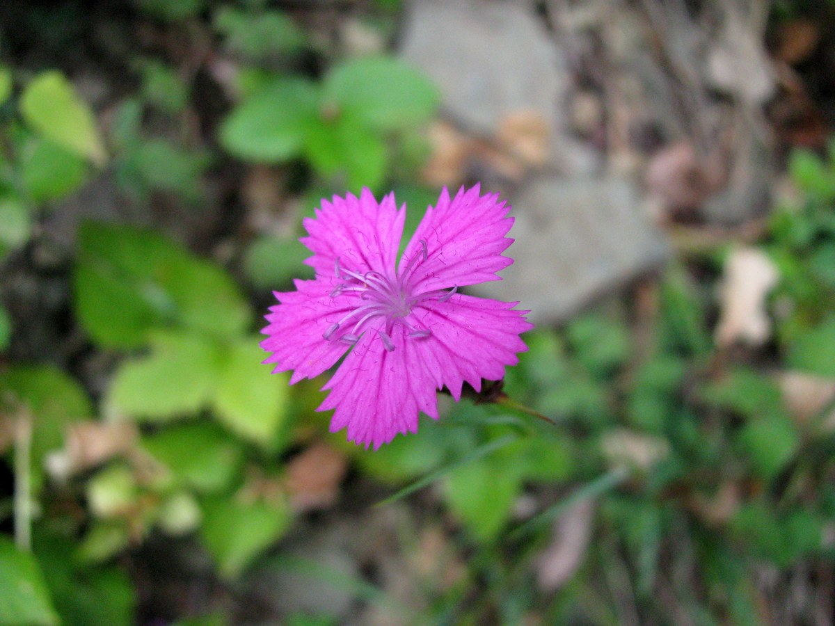Lobnica (Drava)