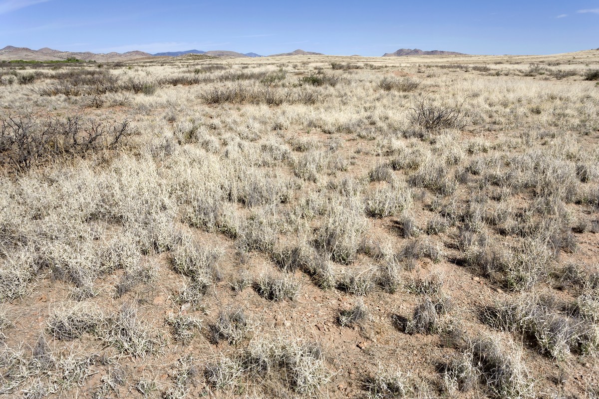 Coyote Mountain