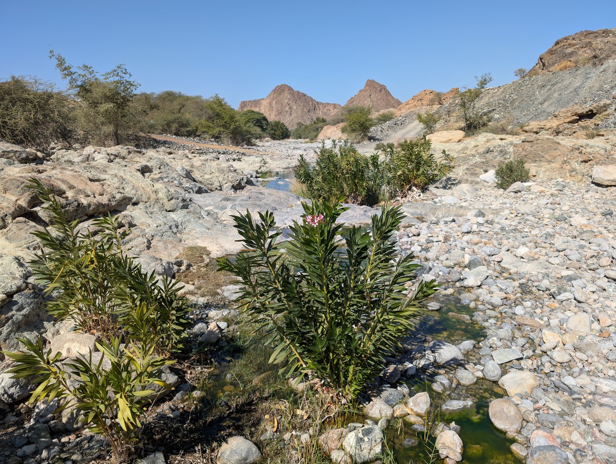 Jabal Qarn