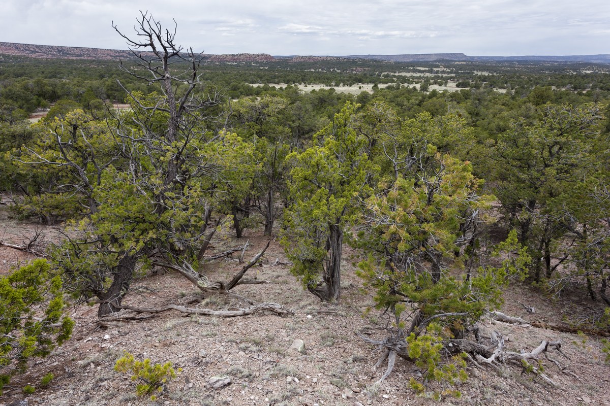 White Mesa