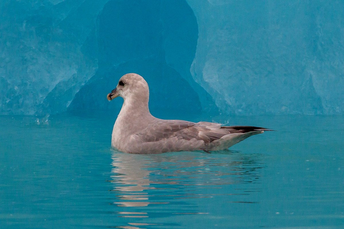 Seligerbreen
