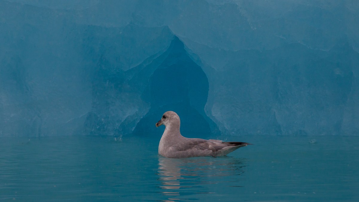 Chabaudbreen