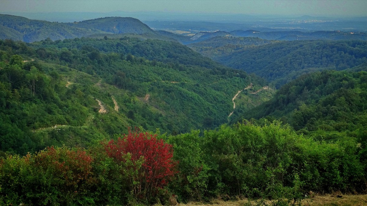 Goli Crnik