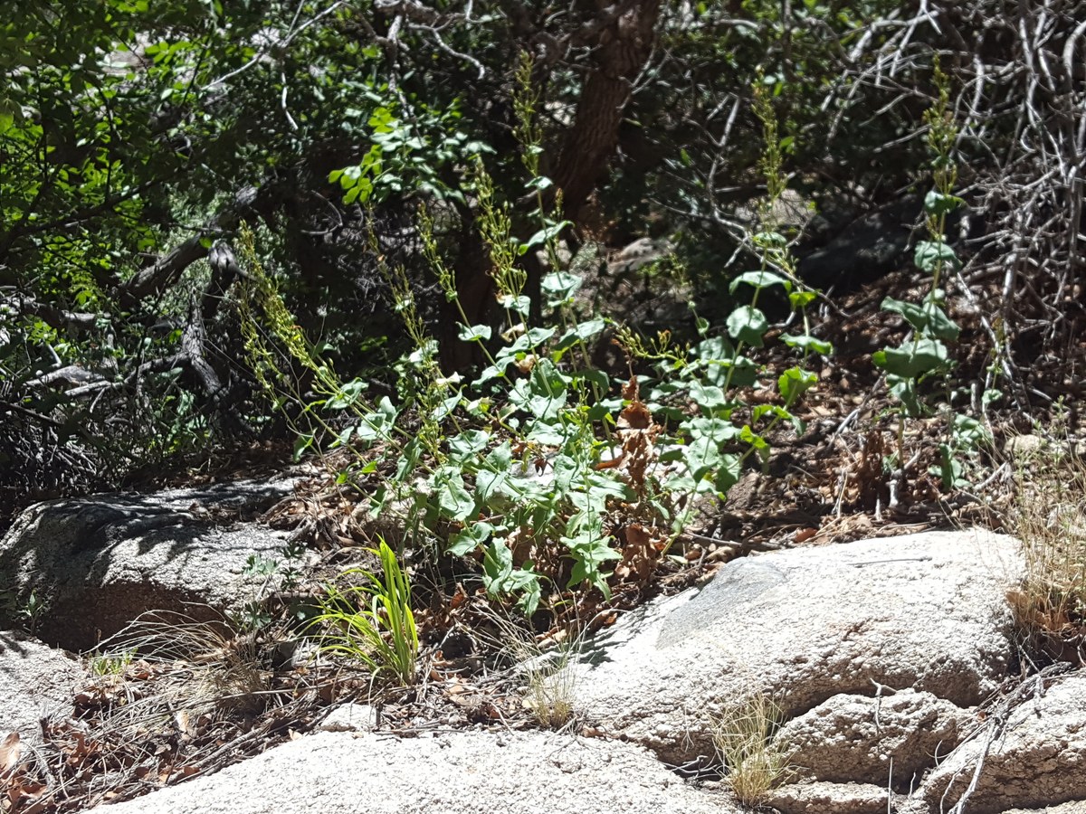 Sugarloaf Peak