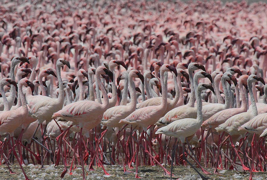Lake Bogoria