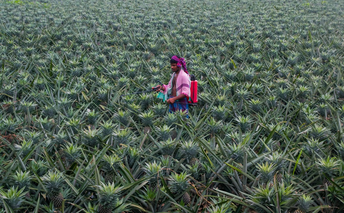Madhupur National Park