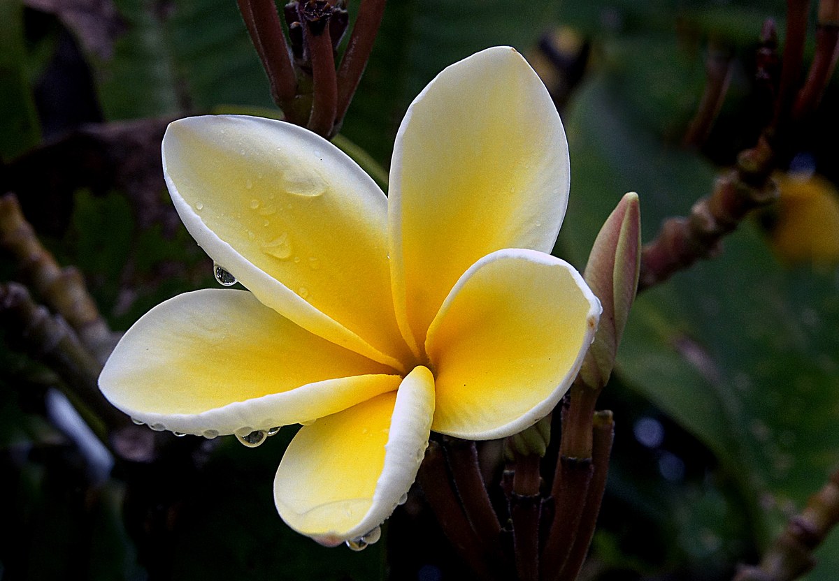 Pōhakukāʻanapali