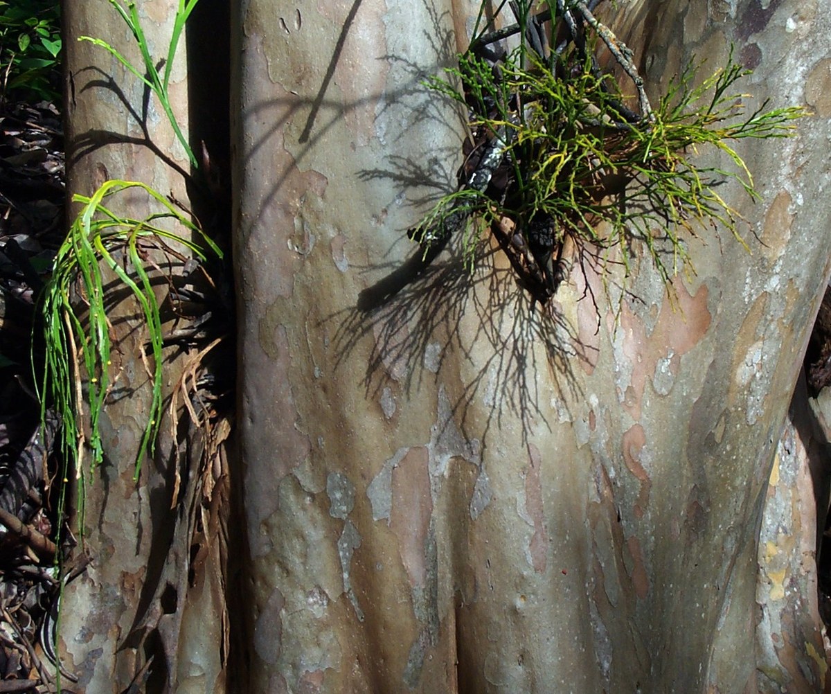 Kauaʻōpuʻu