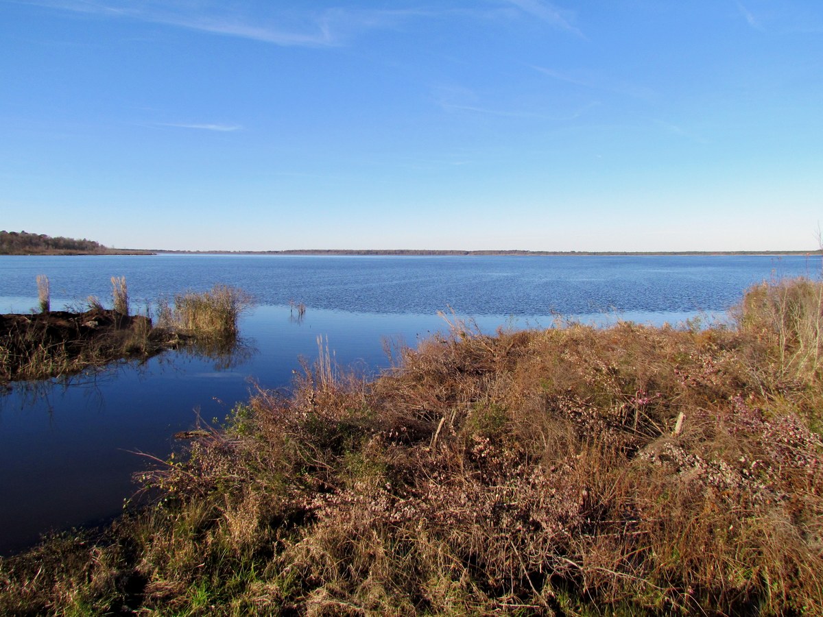 Pungo Lake