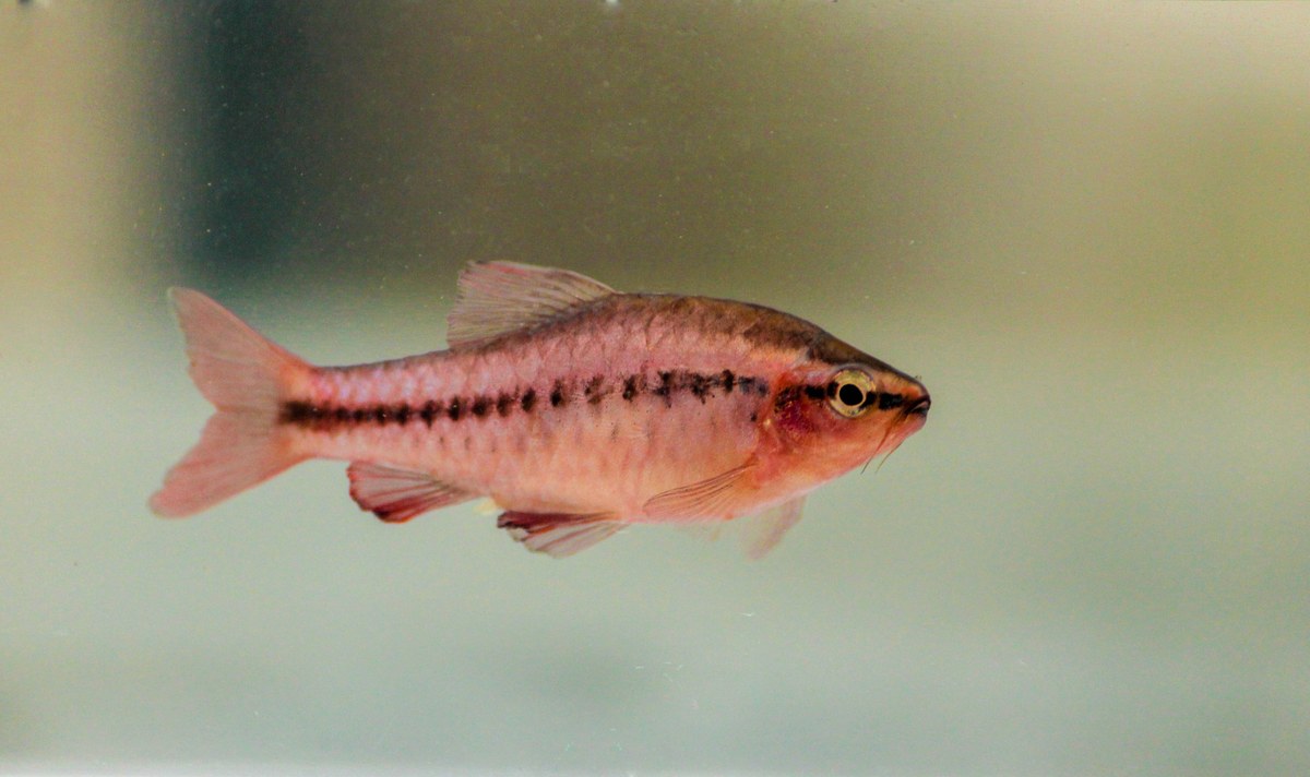 Minuwangala