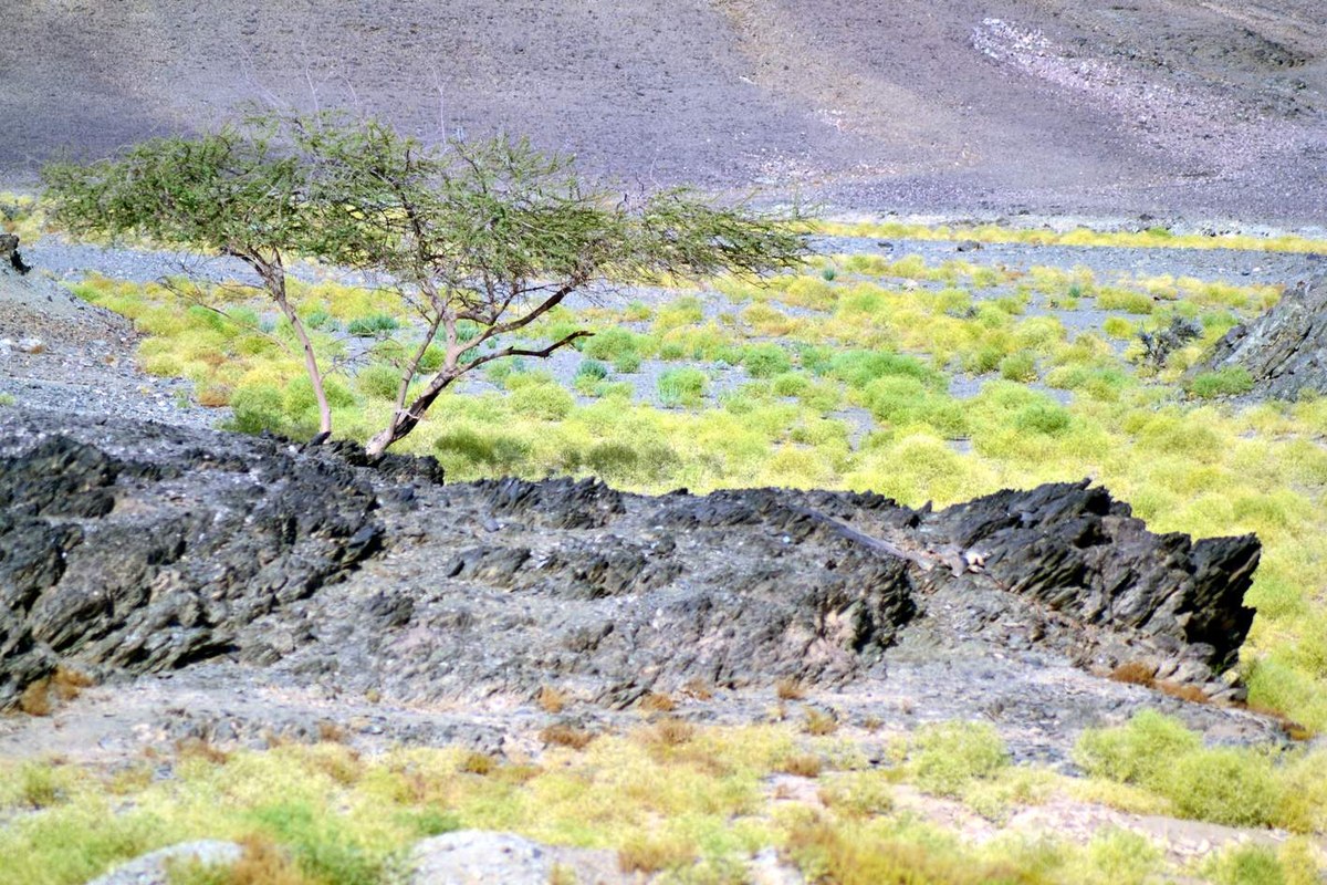 Jabal al Fāliq