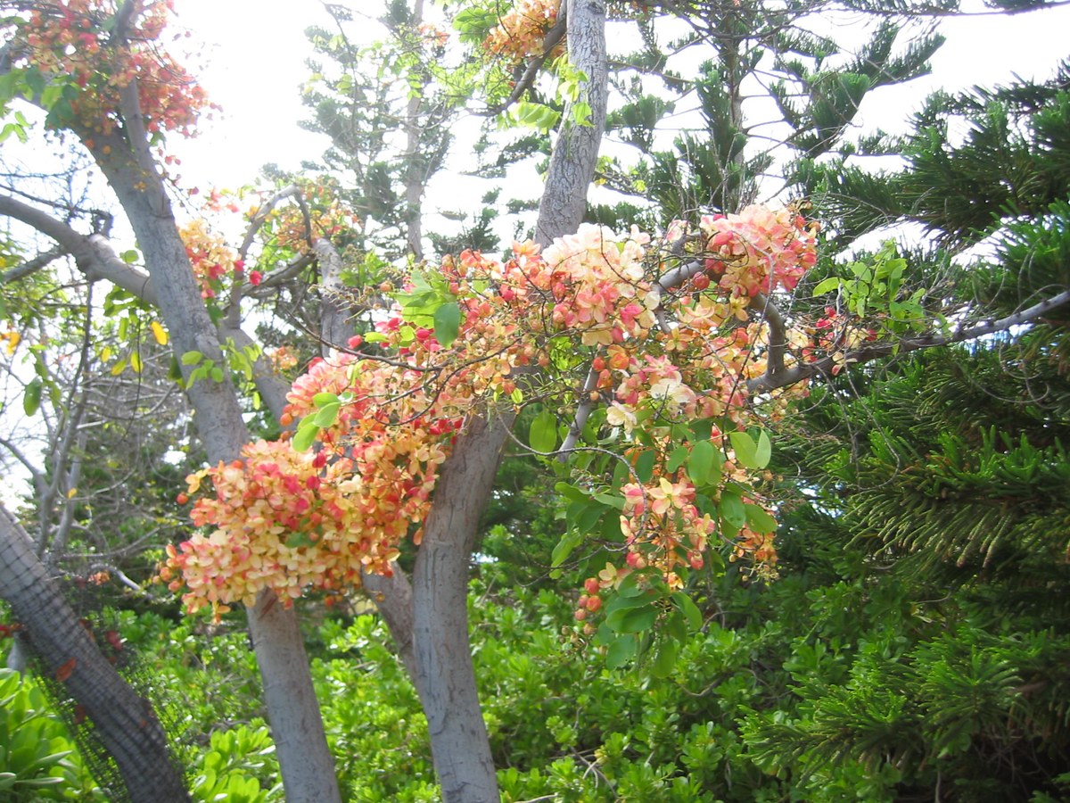 Kukuiokahoʻāliʻi