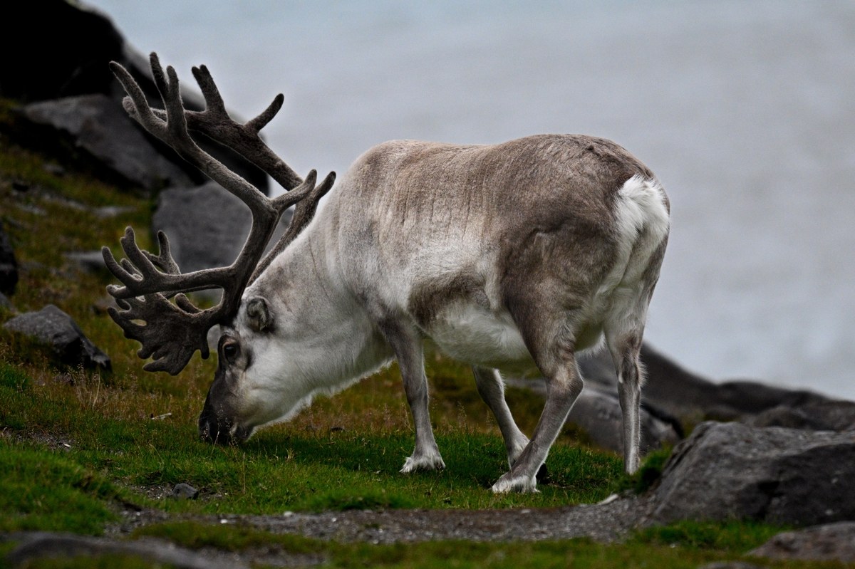 Timertfjellet