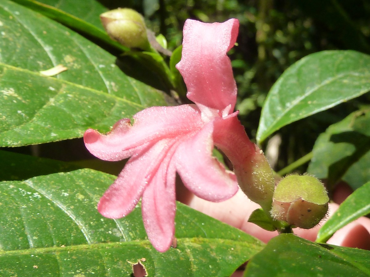 Laguna Chocuaco