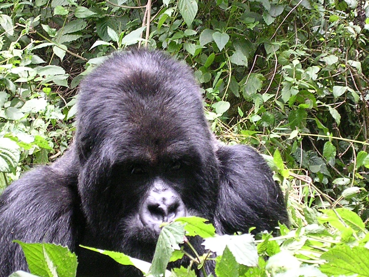 Mount Karisimbi