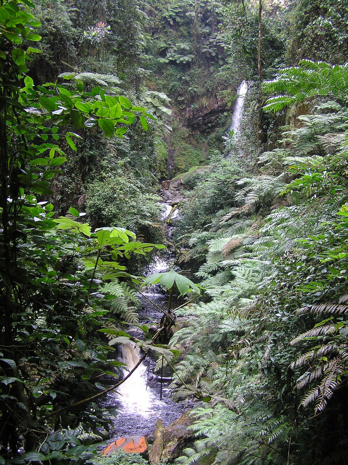 Nyungwe Forest