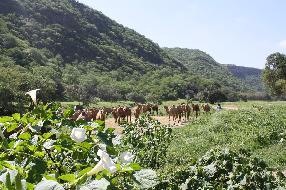 Jabal Hayath