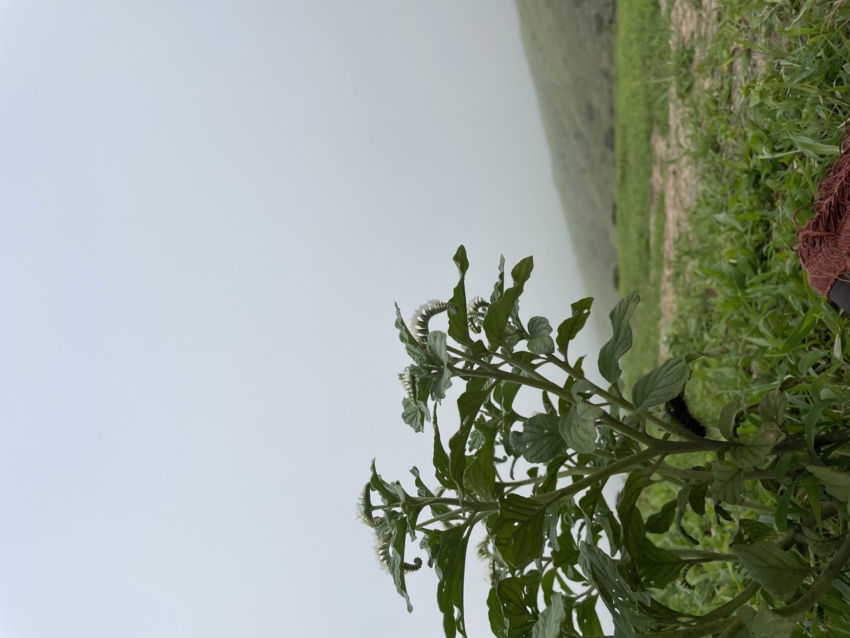 Jabal Hezār