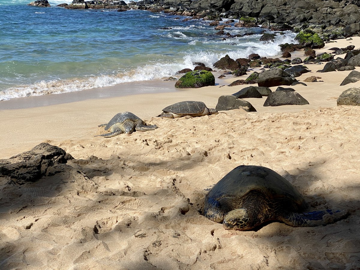 Laniakea Beach