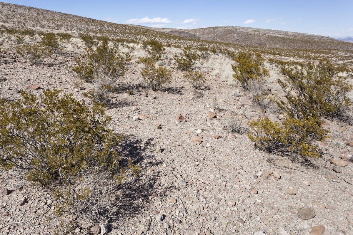 Peloncillo Peak