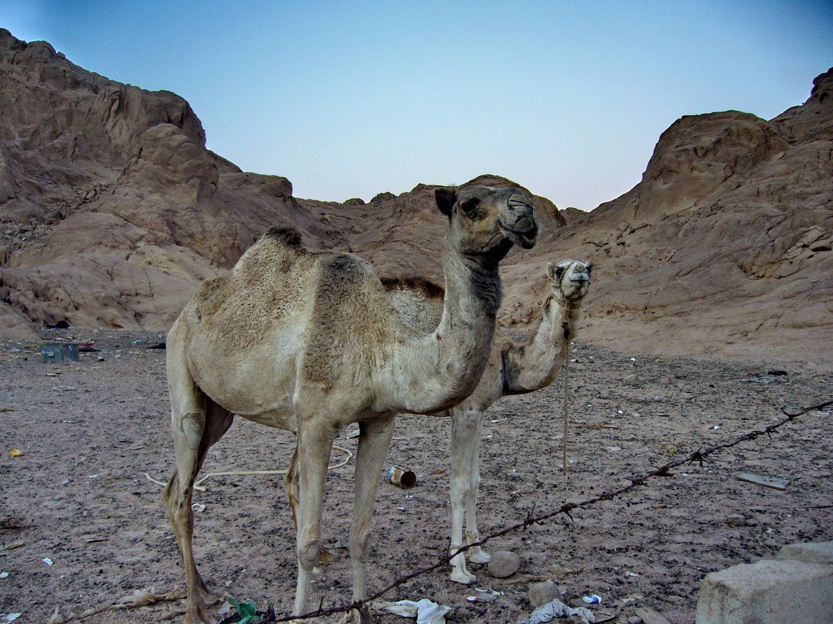 Jabal Ardīnī