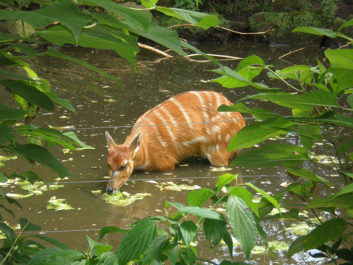 Saiwa Swamp National Park