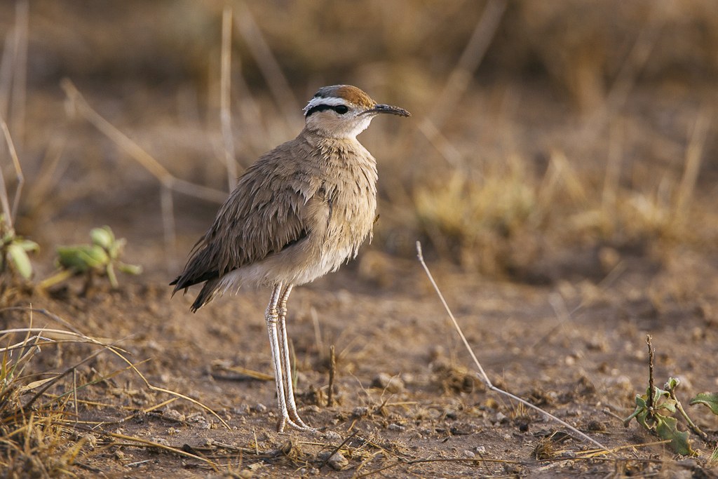 Shaba National Reserve