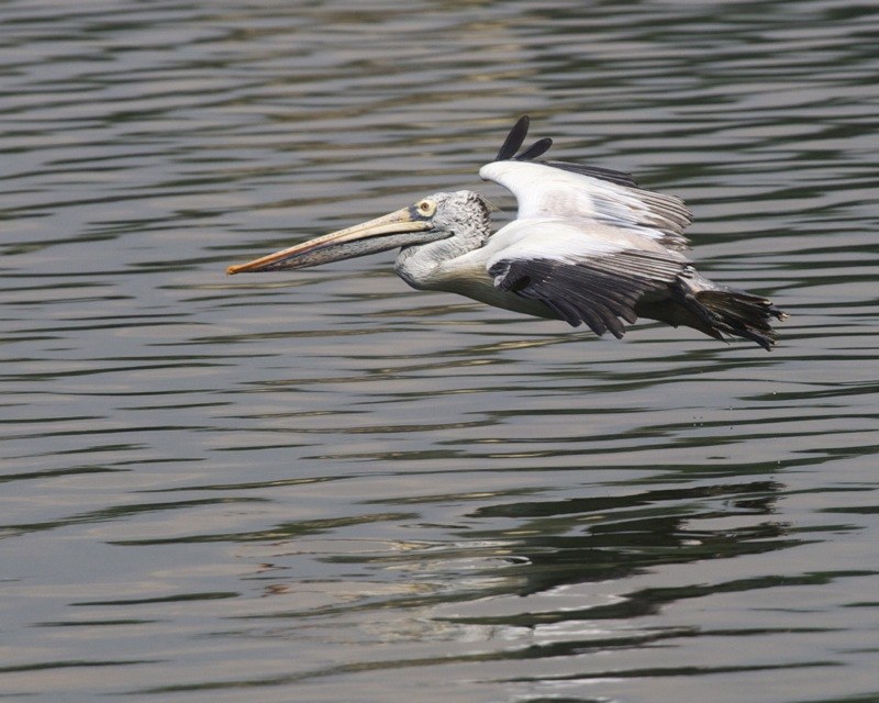 Beira Lake