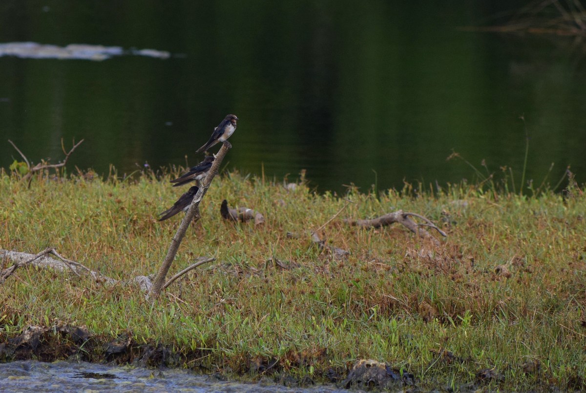 Chundikkulam National Park