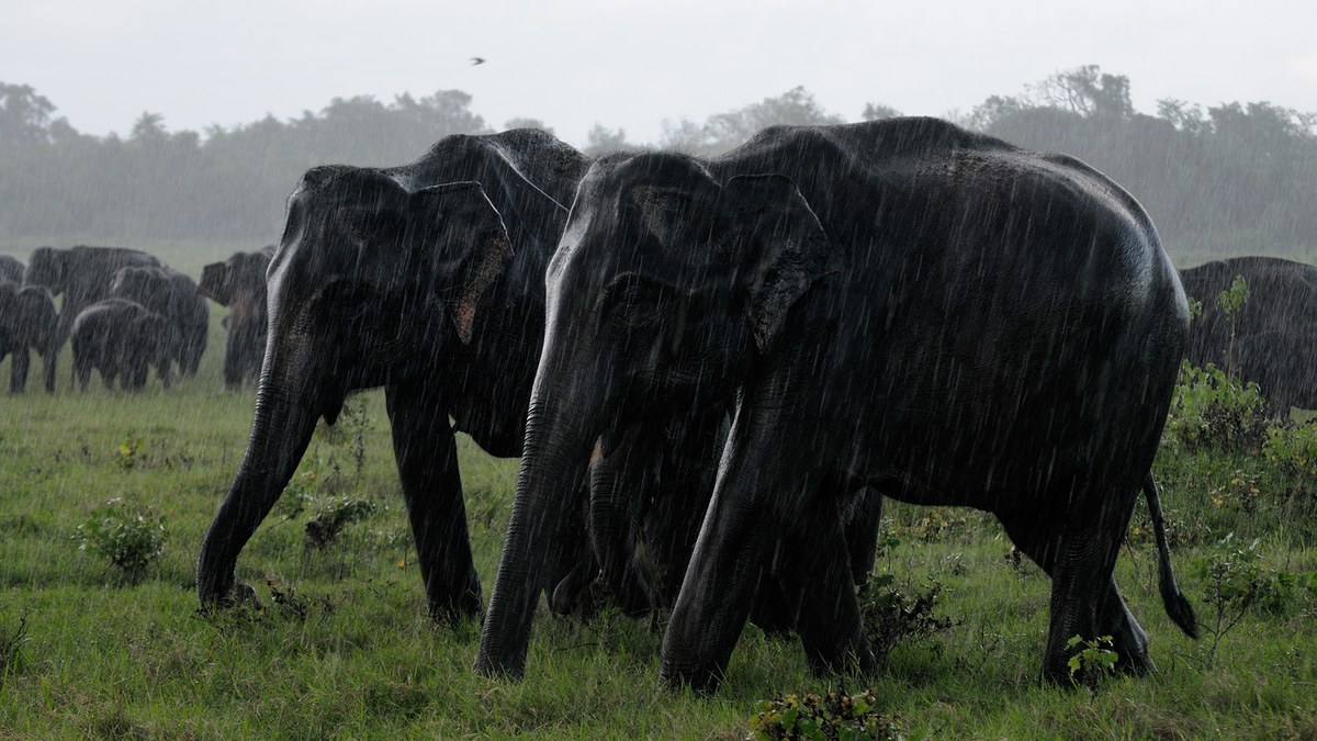 Kaudulla National Park