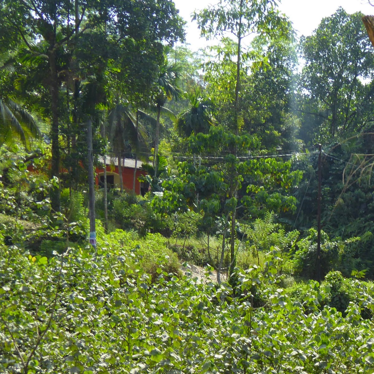 Rusigala