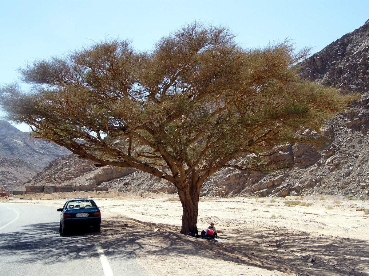 Jabal Tār