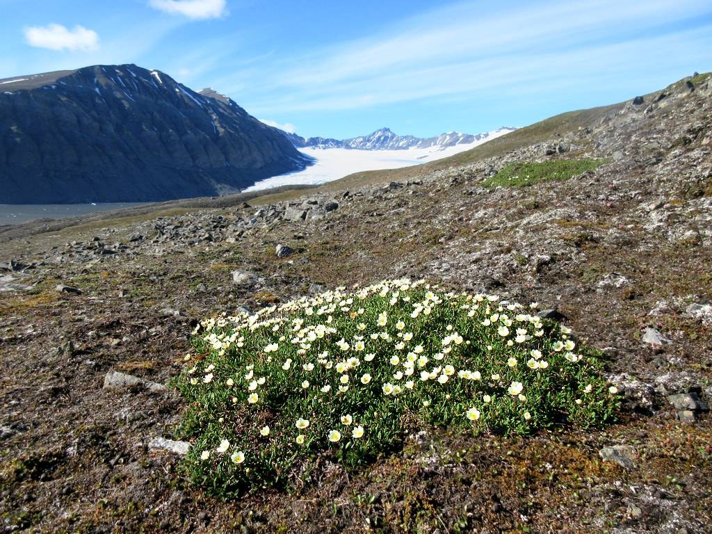 Gaffelbreen