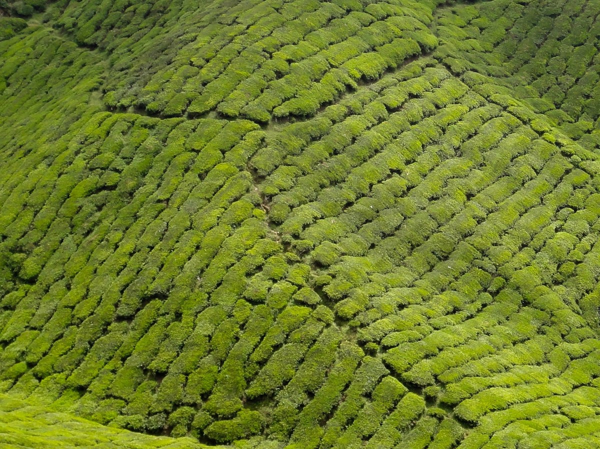 Bukit Palas