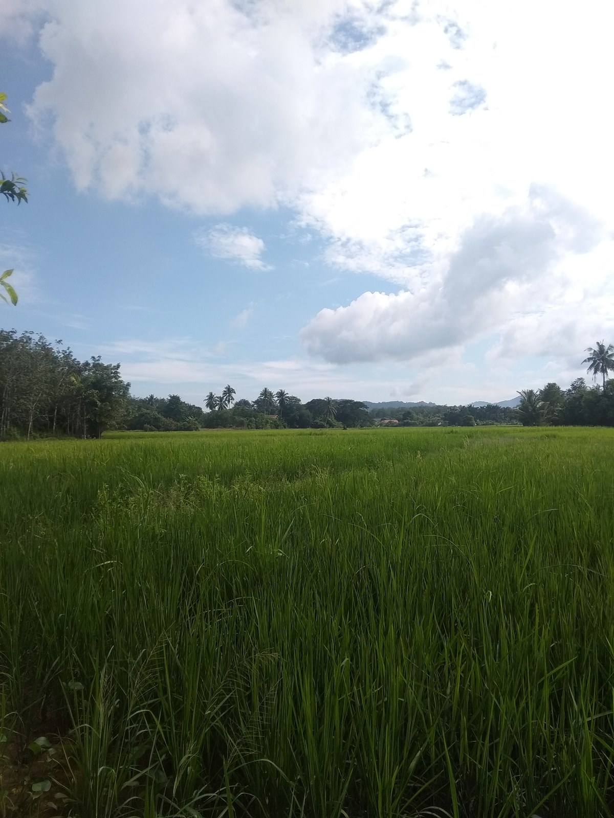 Bukit Telipong