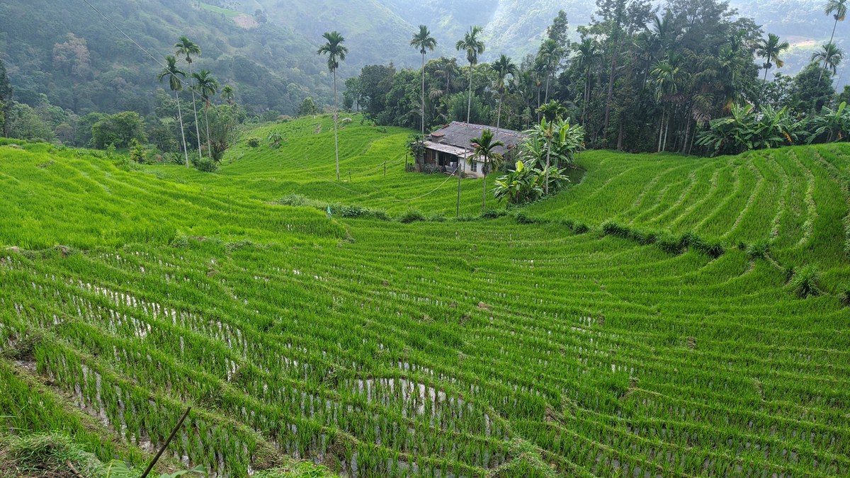 Nayameruhinna