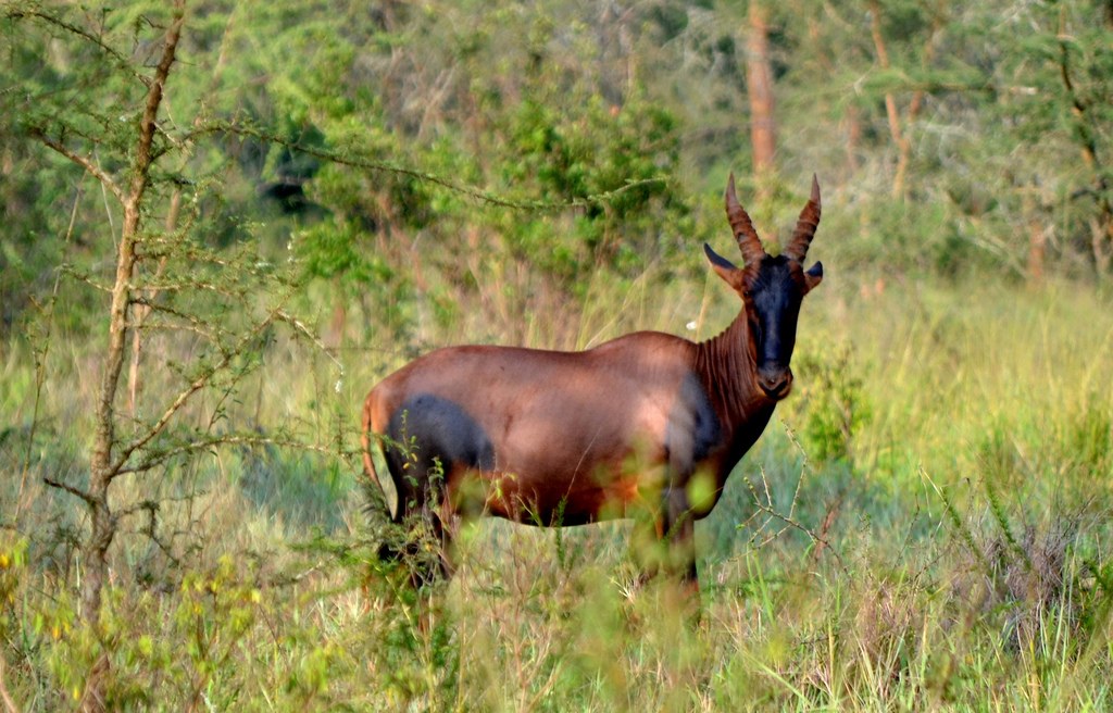 Burengo