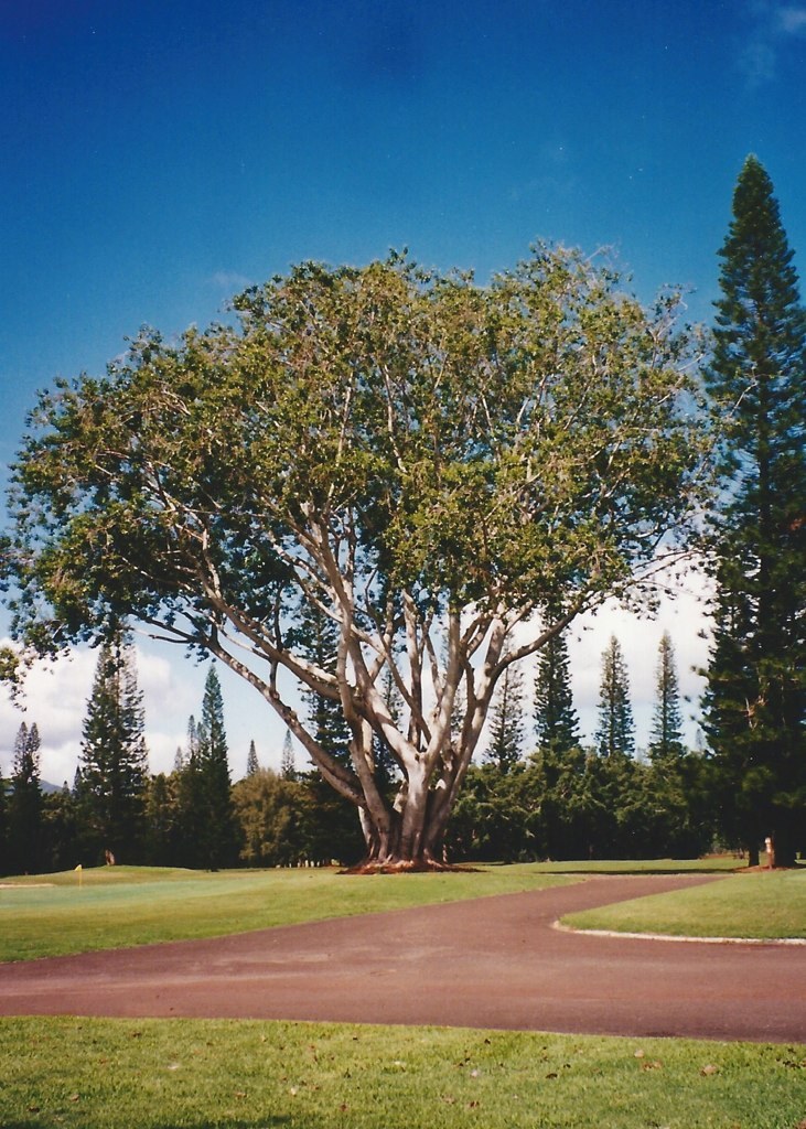 Kūlani