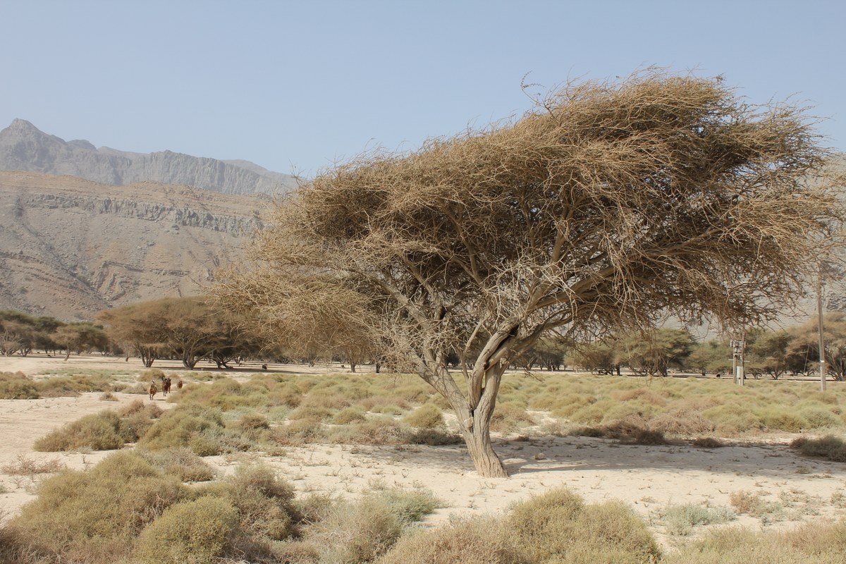 Jabal Fiduk