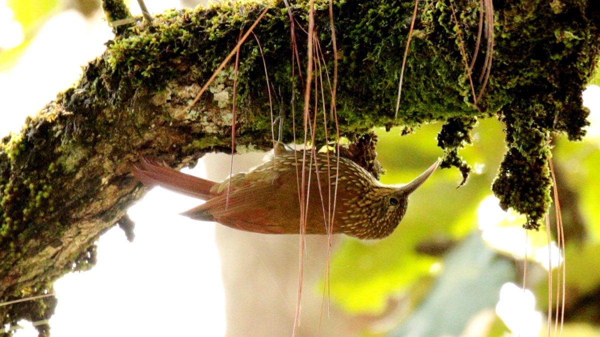 Cueva Nachauk