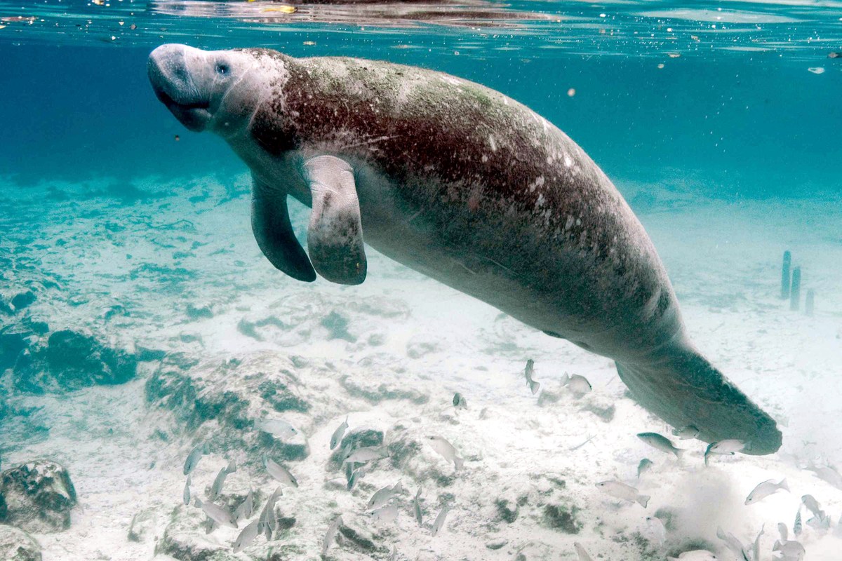 Lake Manatee