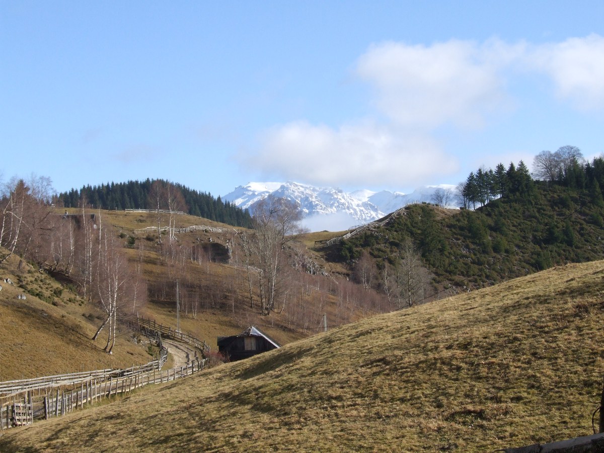 Leaota