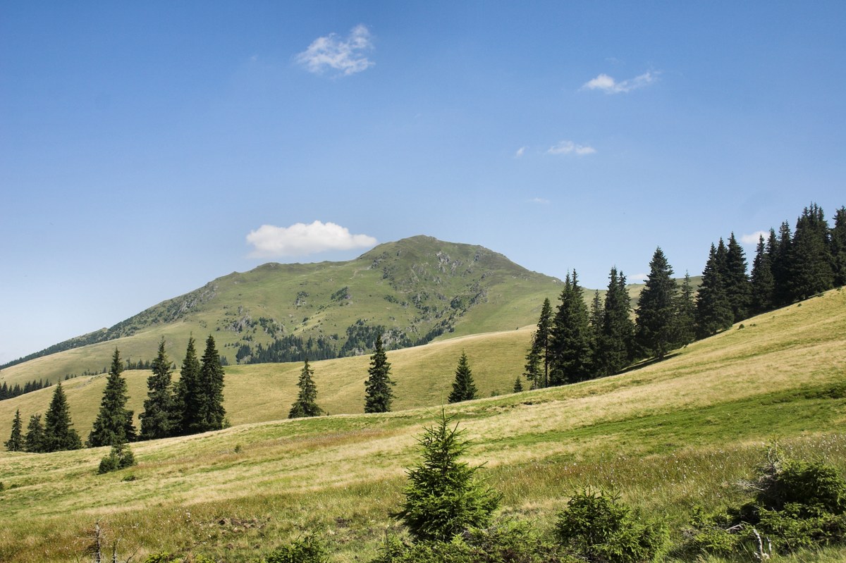 Farcăul