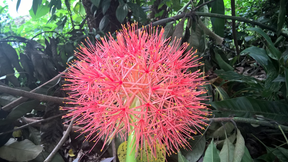 Butawella