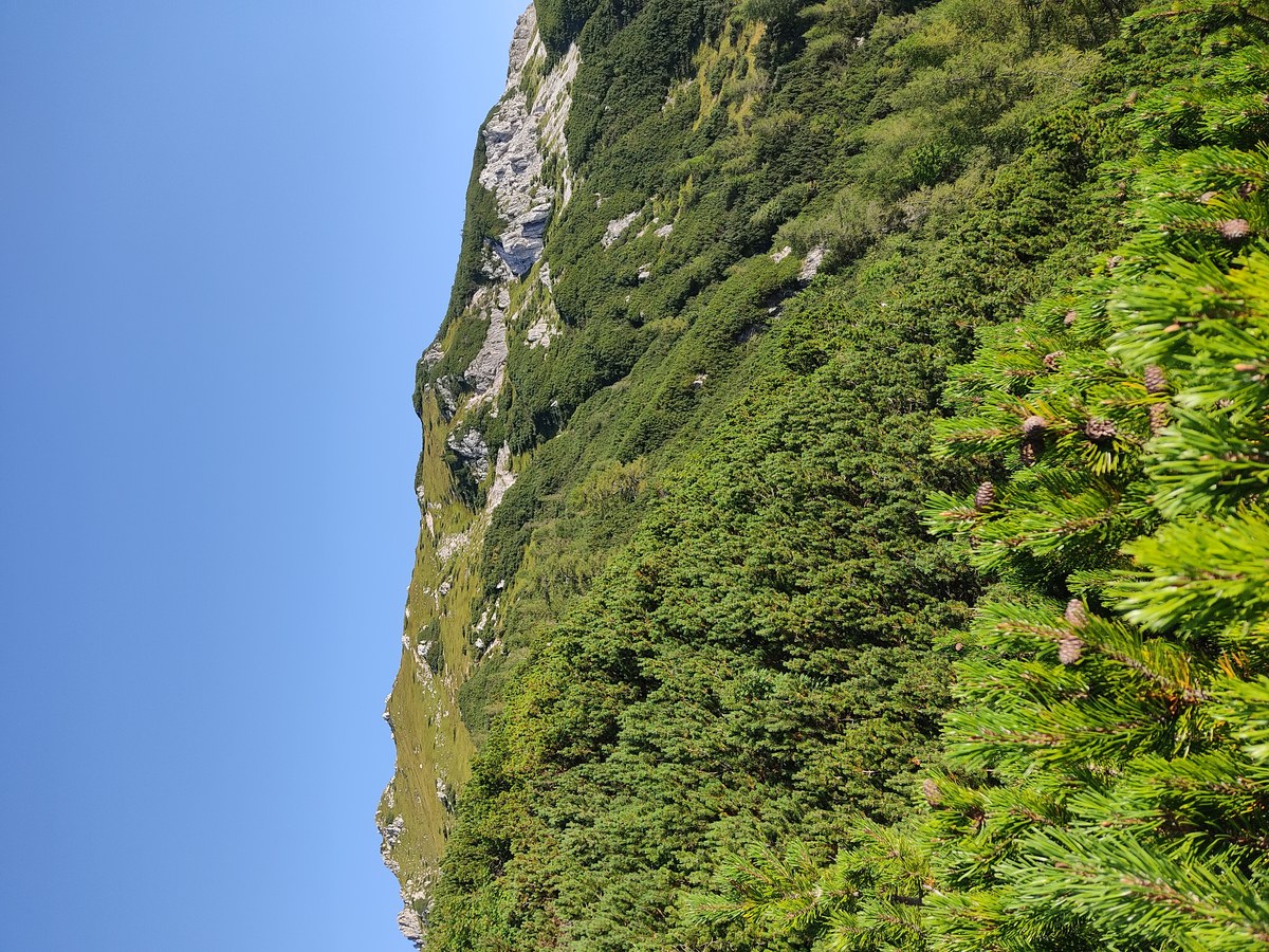 Viševnik
