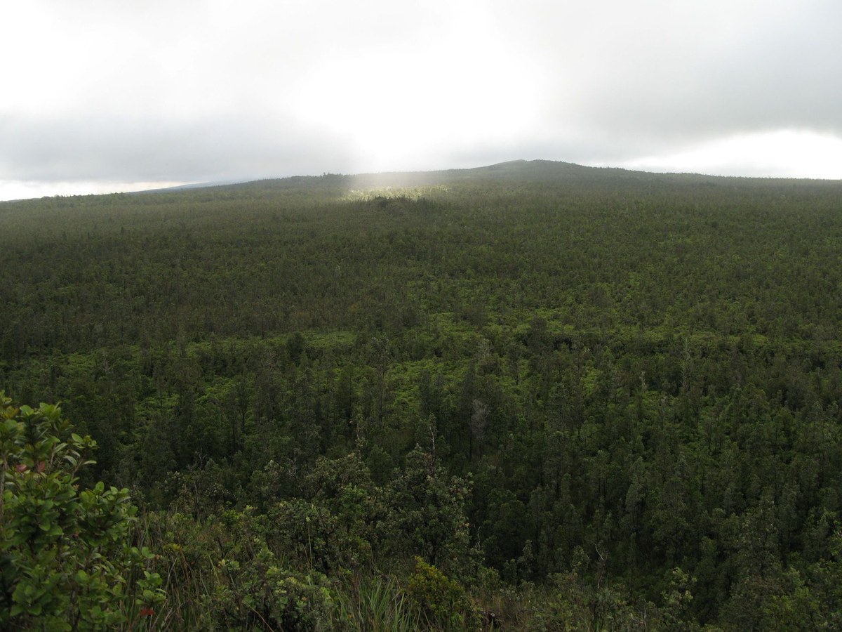 Kaumuki