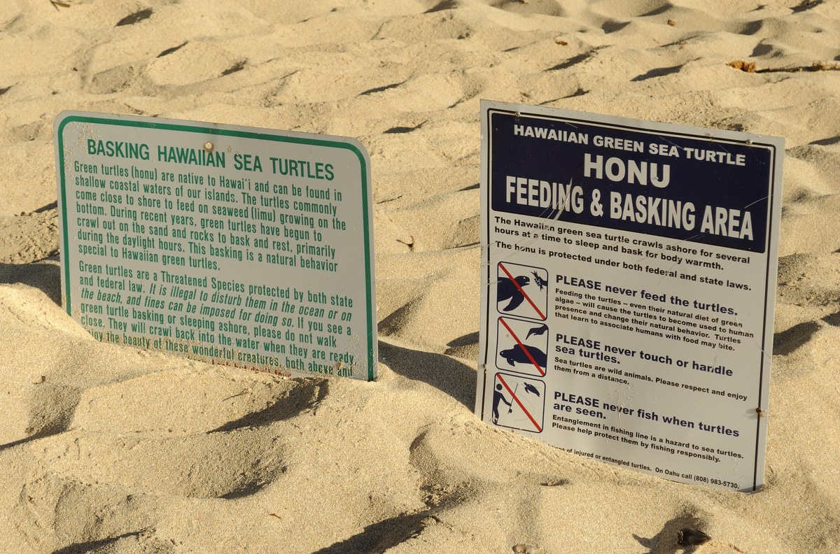 Kawailoa Beach