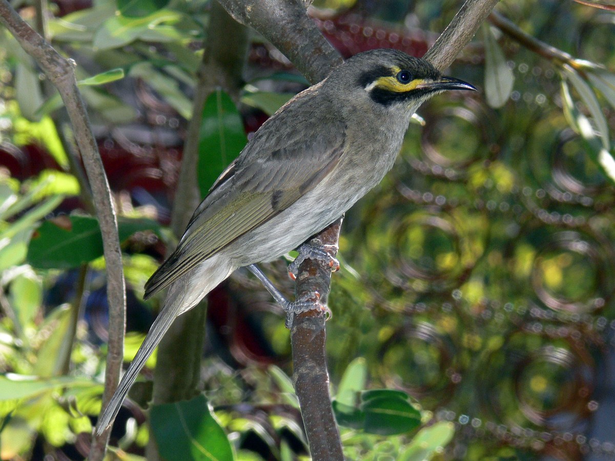 Bania National Park