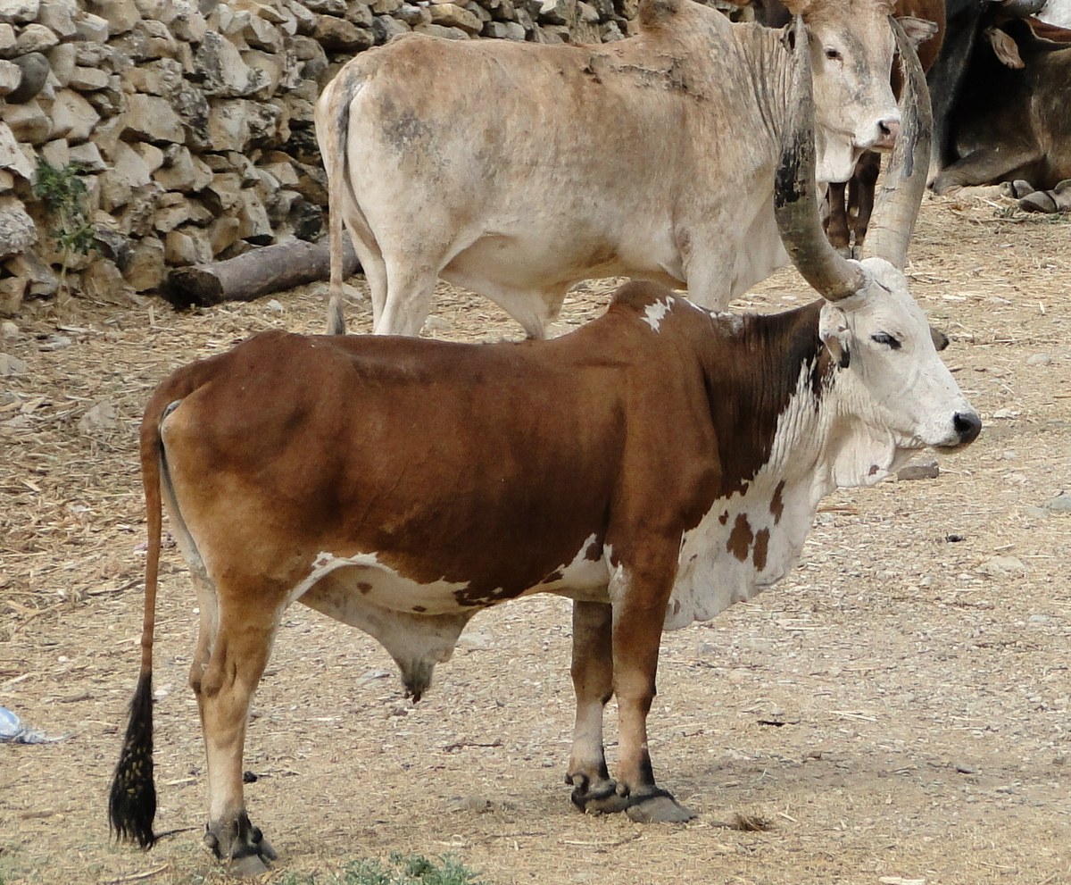 Wukro Chirkos